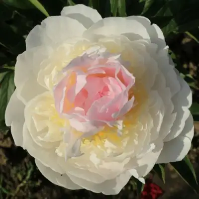 Пион БЛАШ КВИН травянистый в Барановичах