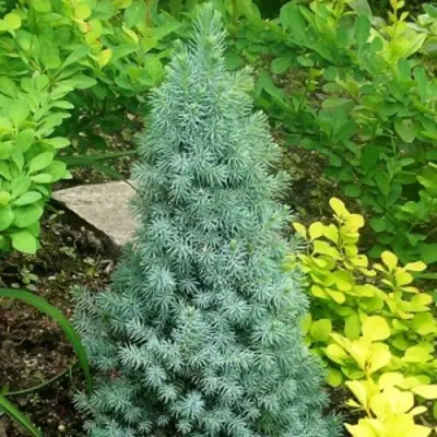 Ель КОНИКА сизая в Барановичах