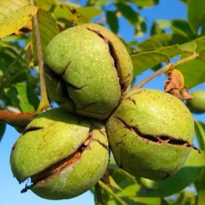 Грецкий орех ПИНСКИЙ в Барановичах