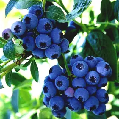 Голубика РЕКА в Барановичах