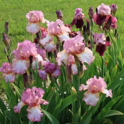 Ирис БЛАШИНГ ПИНК бородатый в Барановичах