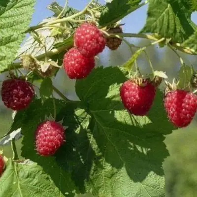 Малина КОЛОКОЛЬЧИК в Барановичах