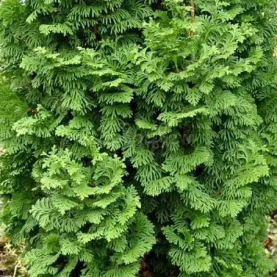 Туя СПИРАЛИС МИНИ западная в Барановичах