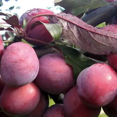 Слива ПАННА в Барановичах