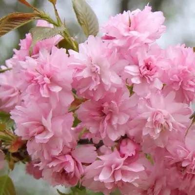 Сакура РОЗЕА ПЛЕНА в Барановичах