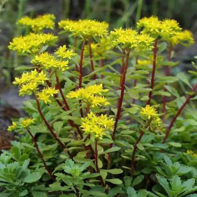 Очиток (седум) ИММЕРГРЮНХЕН в Барановичах