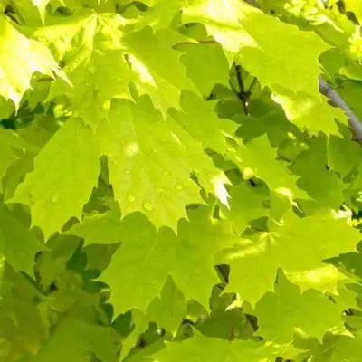 Клен ПРИНСЕТОН ГОЛД остролистный в Барановичах