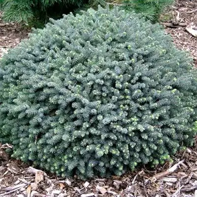 Ель ЭХИНИФОРМИС сизая в Барановичах