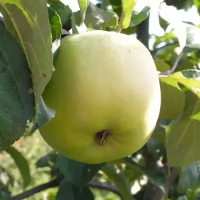 Яблоня АНТОНОВКА ОБЫКНОВЕННАЯ в Барановичах