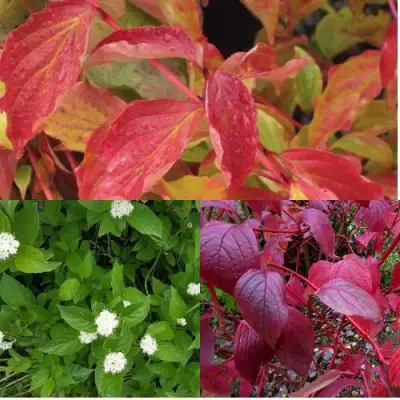 Комплект СЕВЕРНОЕ СИЯНИЕ в Барановичах