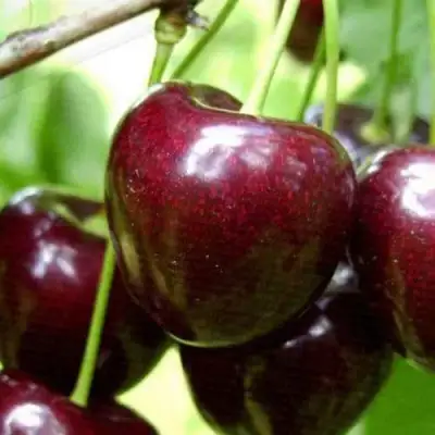 саженцы черешни Россошанская Крупная