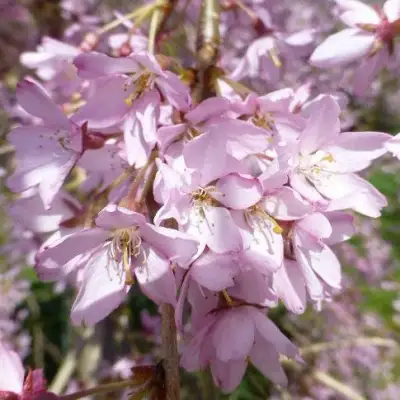 Сакура ПЕНДУЛА РУБРА в Барановичах