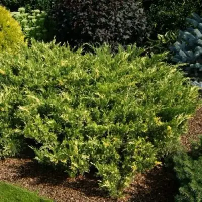 Можжевельник ВАРИЕГАТА казацкий  в Барановичах