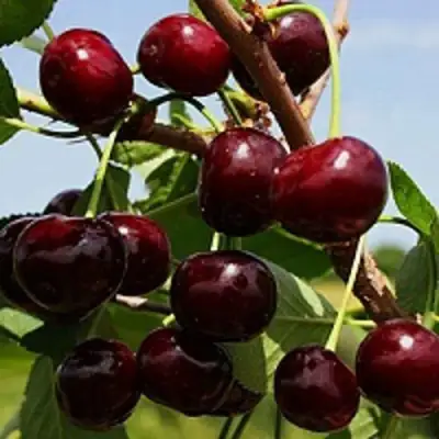 Вишня РОВЕСНИЦА в Барановичах