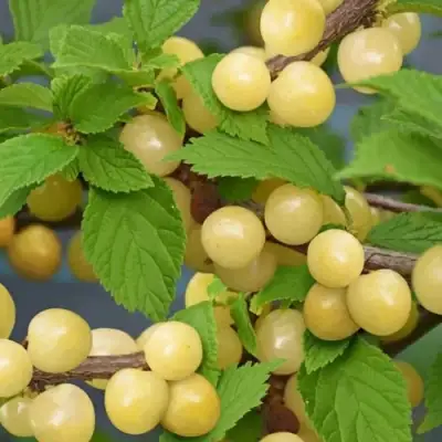 Вишня СНЕВИТ войлочная в Барановичах