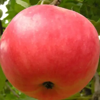 Яблоня СУЙСЛЕПСКОЕ (МАЛИНОВКА) в Барановичах