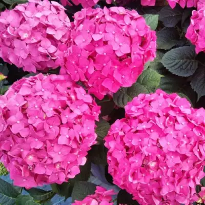 Гортензия ЭНДЛЕСС САММЕР ЛАВ крупнолистная в Барановичах