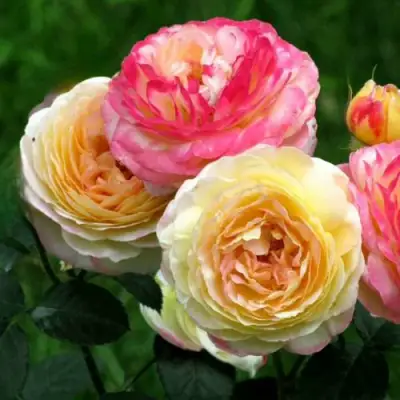 Роза РОЗОМАН ЖАНОН шраб в Барановичах