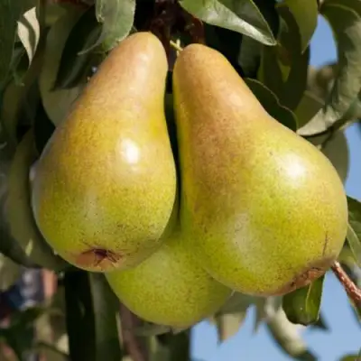Груша КОНКОРД