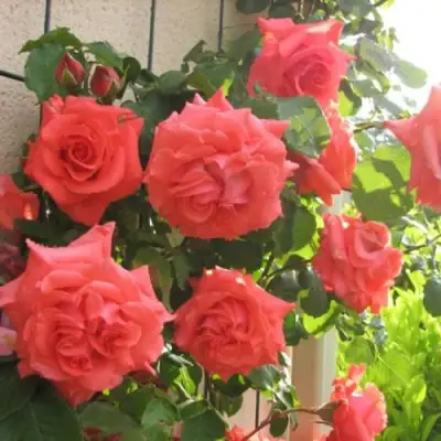 Роза ДИ ДИ БРИДЖУОТЕР плетистая в Барановичах