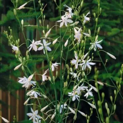 Венечник ветвистый в Барановичах