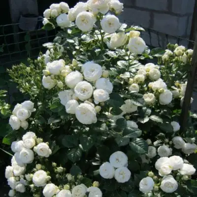 Роза АРТЕМИС шраб в Барановичах