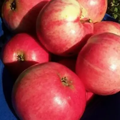 Яблоня СУЙСЛЕПСКОЕ (МАЛИНОВКА) в Барановичах