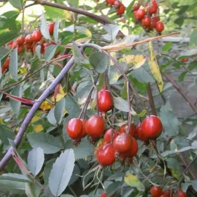 Роза сизая в Барановичах