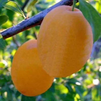 Слива НАТАША в Барановичах