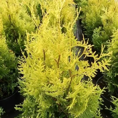 Туя ГОЛДЕН БРАБАНТ западная в Барановичах