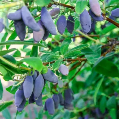 Жимолость съедобная БЛЮ БАНАНА (ГОЛУБОЙ БАНАН) в Барановичах