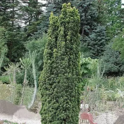 Тис ФАСТИГИАТА РОБУСТА  ягодный  в Барановичах