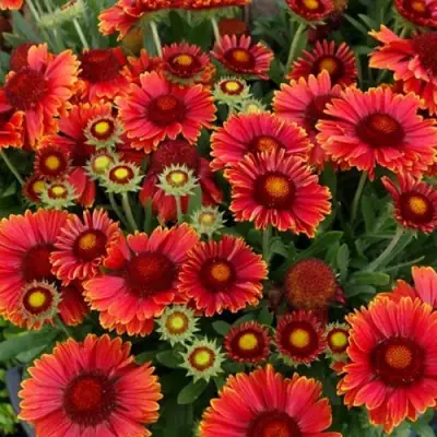 Гайлардия АРИЗОНА РЕД ШЕЙДС в Барановичах