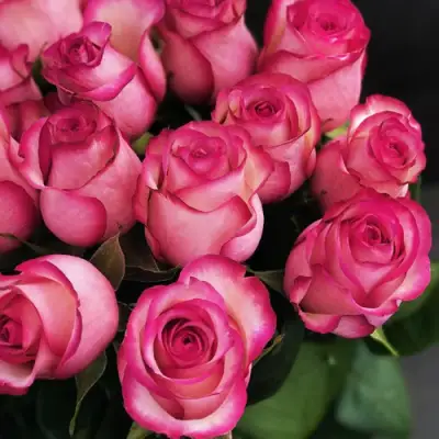 Роза КАРУСЕЛЬ чайно-гибридная в Барановичах