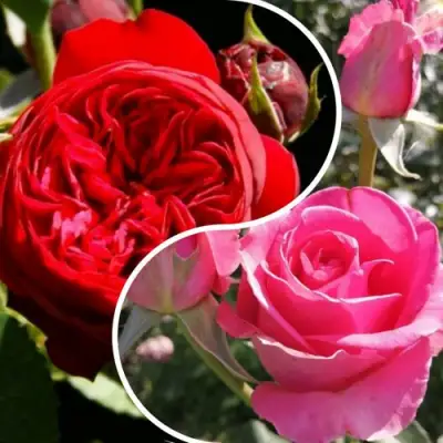 Комплект РОМАНТИЧЕСКИЙ БУКЕТ в Барановичах