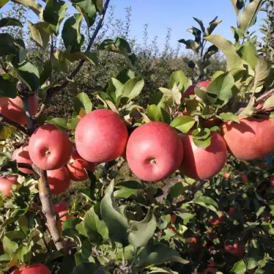 Яблоня ЧЕМПИОН РЕНО в Барановичах