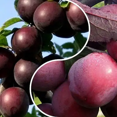 Комплект ИЗЮМИНКА САДА в Барановичах