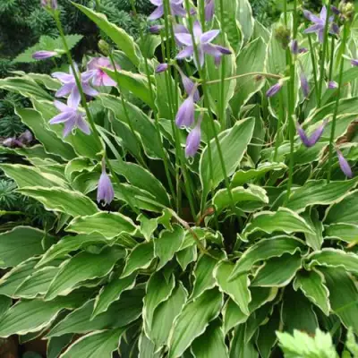 Хоста СТИЛЕТТО гибридная в Барановичах