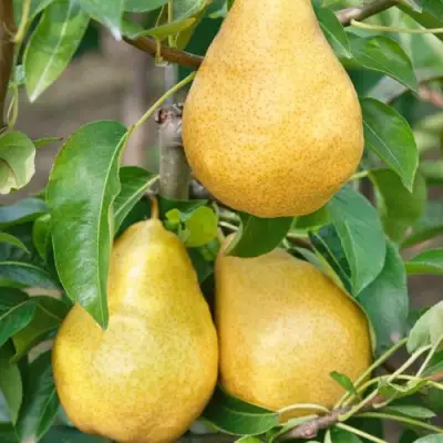 Груша ДЮШЕС ЛЕТНИЙ в Барановичах