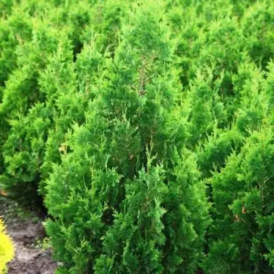 Туя СПИРАЛИС западная в Барановичах