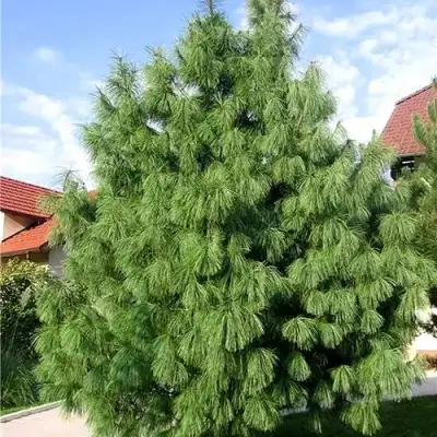 Сосна гриффита в Барановичах