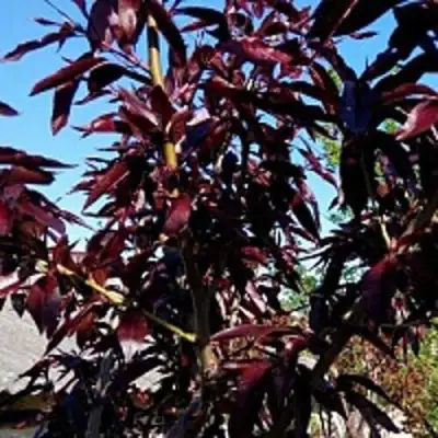 Персик БУРГУНДИ краснолистный в Барановичах