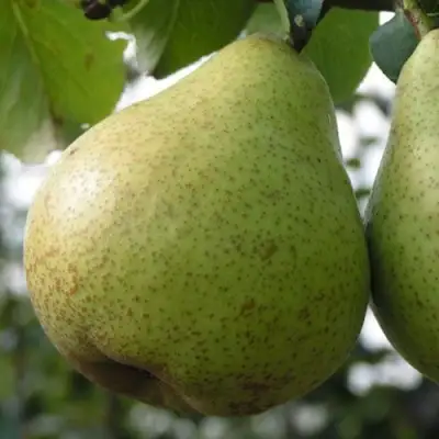 Груша ПЛАТОНОВСКАЯ в Барановичах
