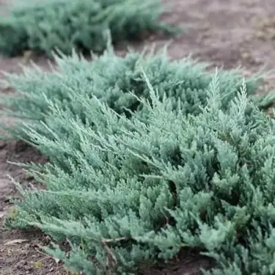 Можжевельник БЛЮ ЧИП горизонтальный  в Барановичах