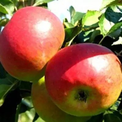 Яблоня СОКОЛОВСКОЕ стелющаяся в Барановичах