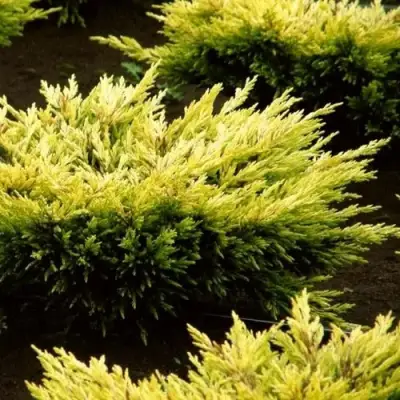 Можжевельник ЛАЙМ ГЛОУ горизонтальный  в Барановичах