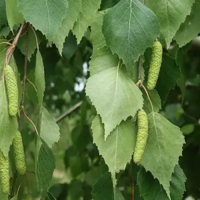 Береза бумажная в Барановичах