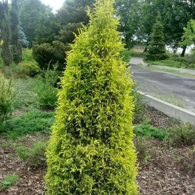 Можжевельник ГОЛД КОН обыкновенный в Барановичах