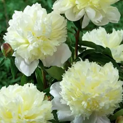 Пион ЛАУРА ДЕСЕРТ травянистый в Барановичах