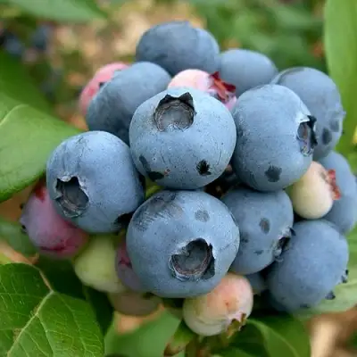 Голубика КОЛЛИНЗ в Барановичах